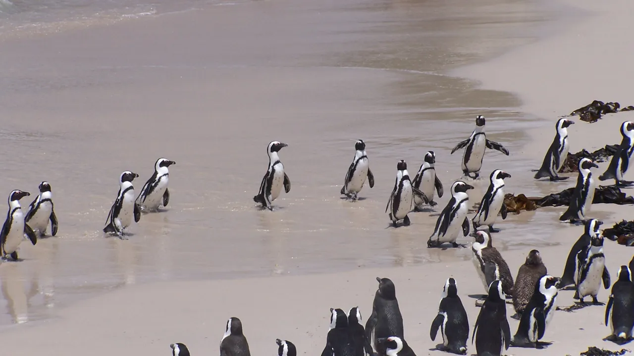 Ved Boulders Beach lever en koloni på godt 3000 Jackass-pingviner. Foto Lene Bach Larsen