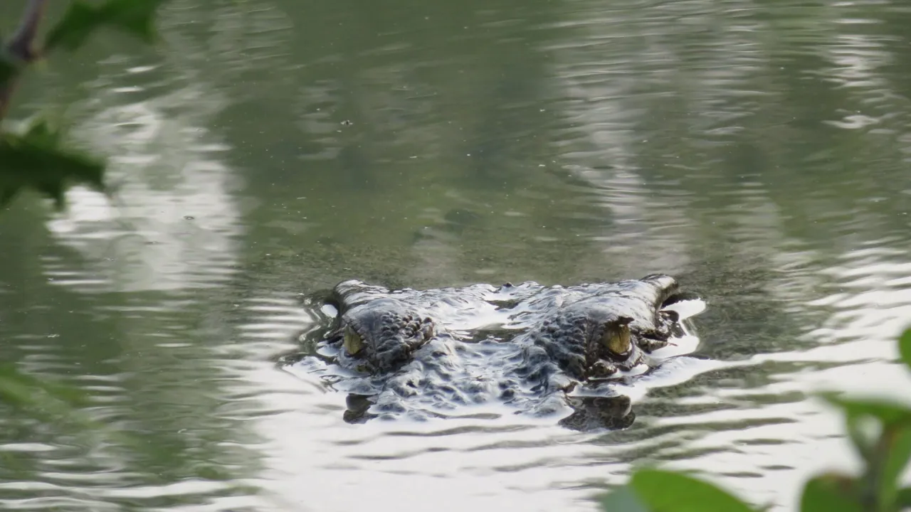 Vi sejler gennem mangroveskovene i sunderban på udkig efter dyrelivet. Foto af Helle Lefevre
