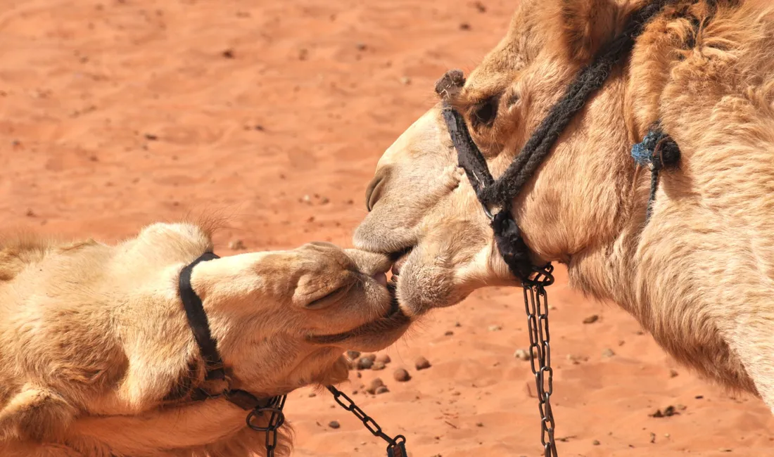 Kameler bruges stadig flittigt som transportmiddel i Jordan. Foto Claus Brandt Jacobsen