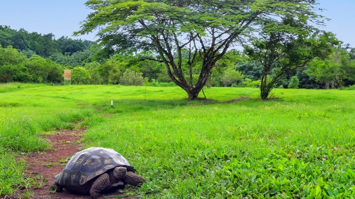 En kæmpeskildpadde på Santa Cruz Island, som er en af hovedøerne på Galapagos. Foto Viktors Farmor