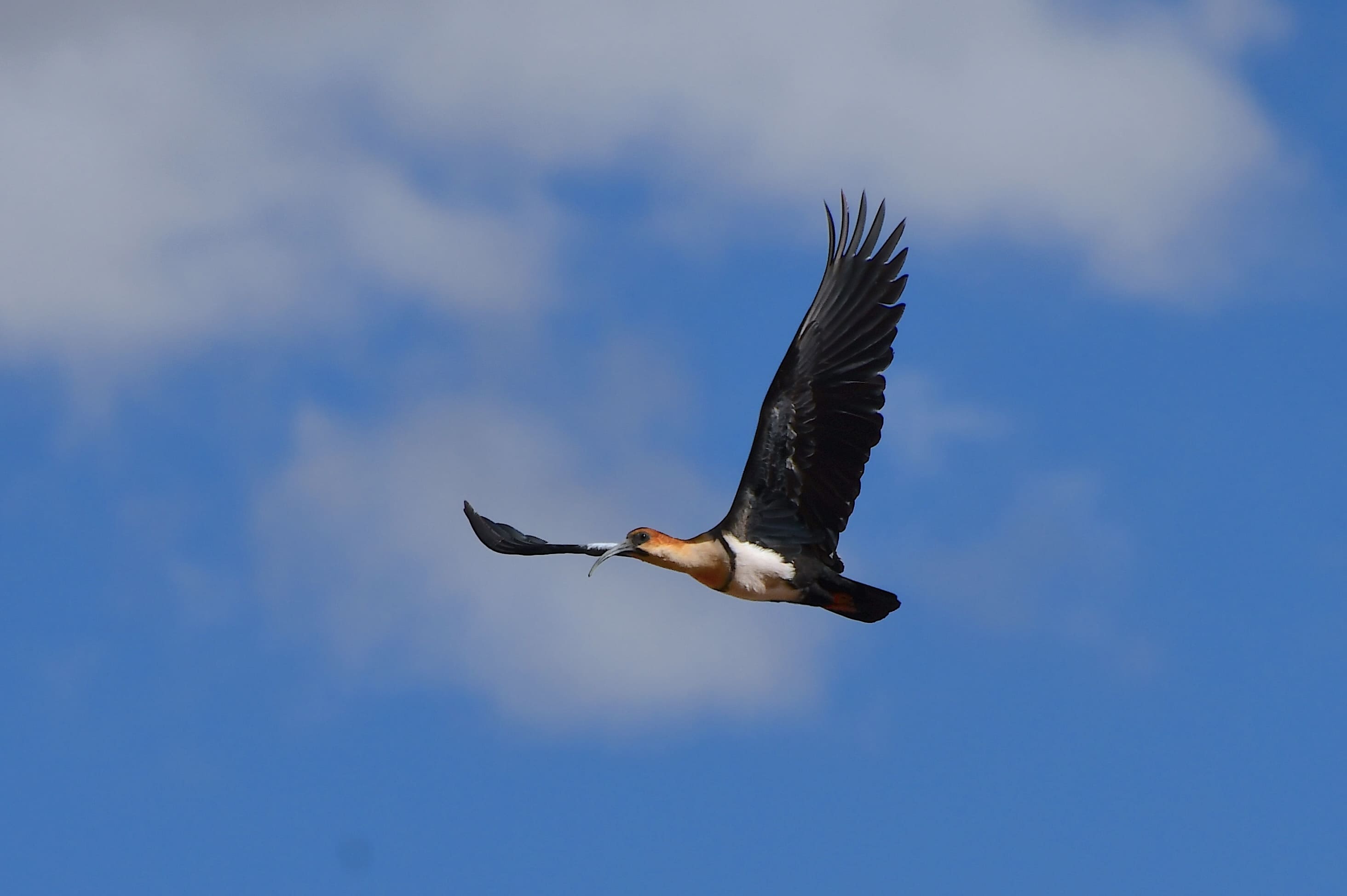 Andean Ibis er let at kende på sit lange, nedadbøjede næb og rolige flugt. Foto Hanne Christensen