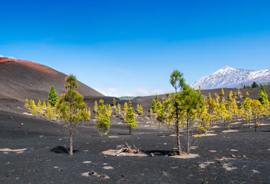 Udsigt til Teide når vi vandrer ved vulkanen Arenas Negras. Foto Viktors Farmor