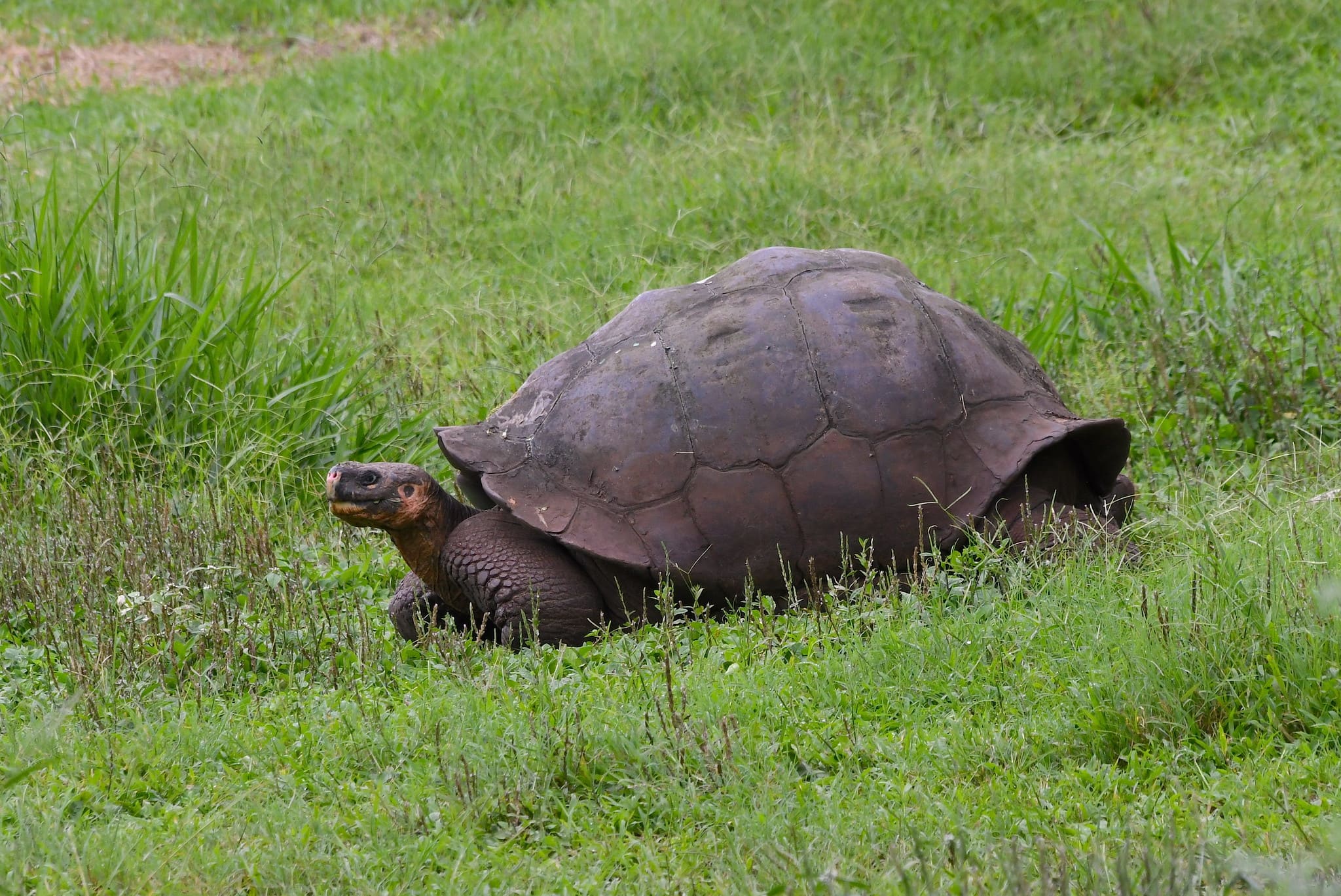 På Galapagosøerne kan vi være heldige at se kæmpeskildpadder. Foto Hanne Christensen