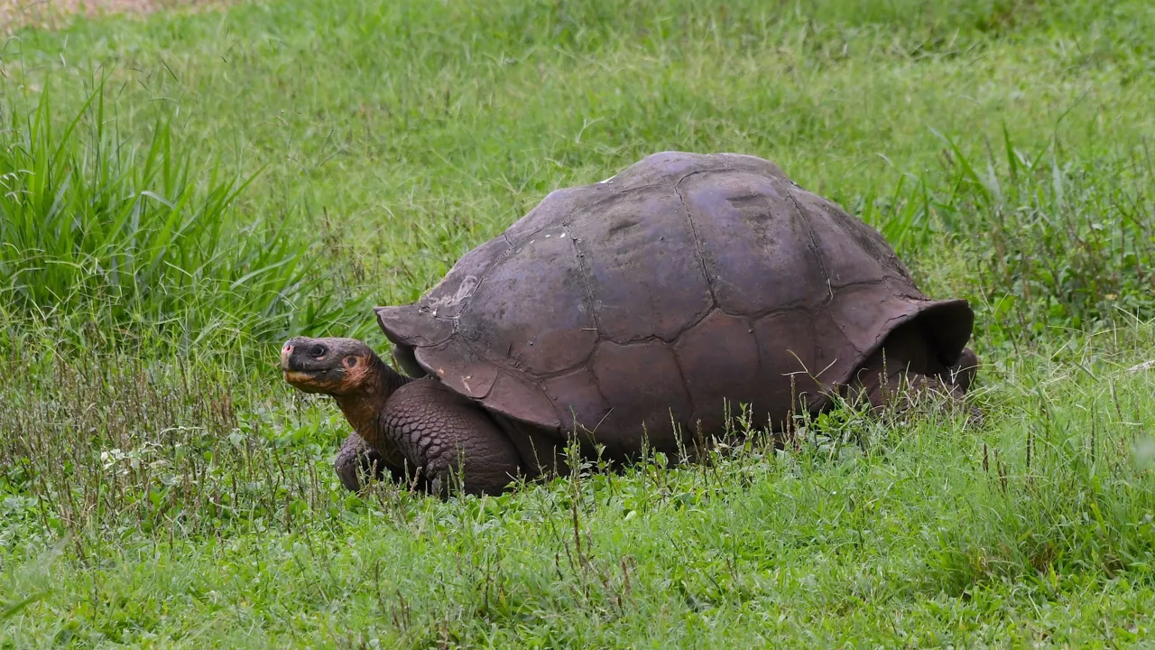 På Galapagosøerne kan vi være heldige at se kæmpeskildpadder. Foto Hanne Christensen