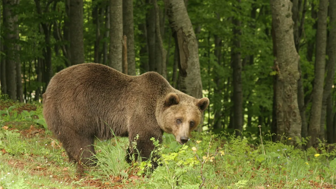  Naturorganisationen Arcturos hjælper brune bjørne der tidligere har været i fangenskab. Foto Viktors Farmor