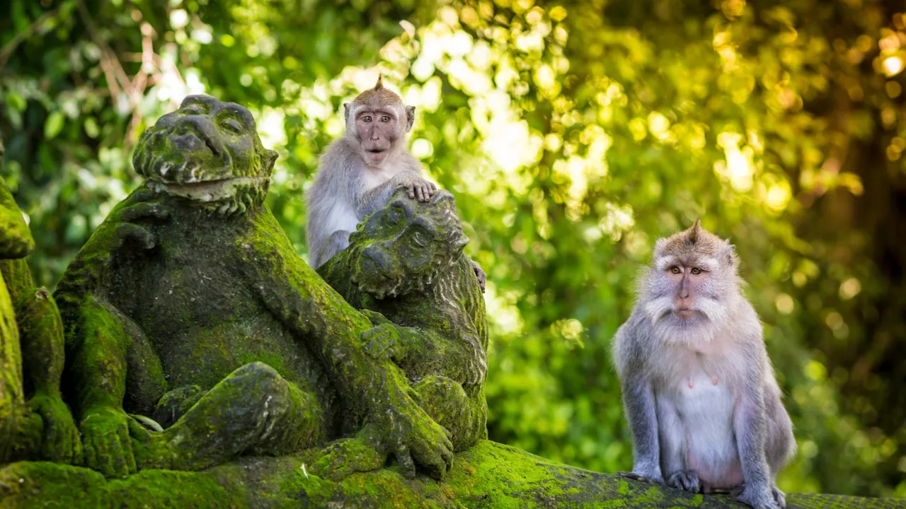 Abeskoven i Ubud er hjemsted for over 700 aber. Foto Viktors Farmor