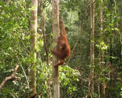 Orangutang betyder ”skovens menneske”. Foto Hanne Christensen