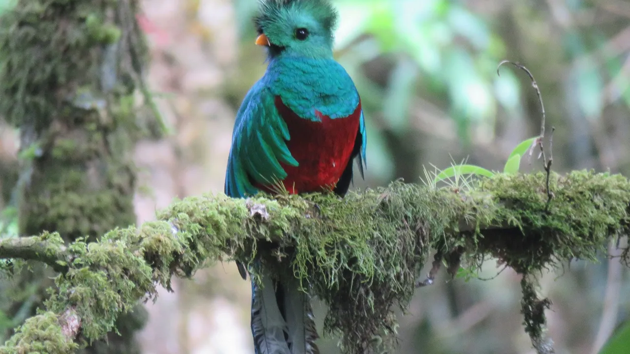 Quetzalen er berømt for sin smukke farve og havde en stor ceremoniel betydning for mayaerne. Foto Viktor Gynther