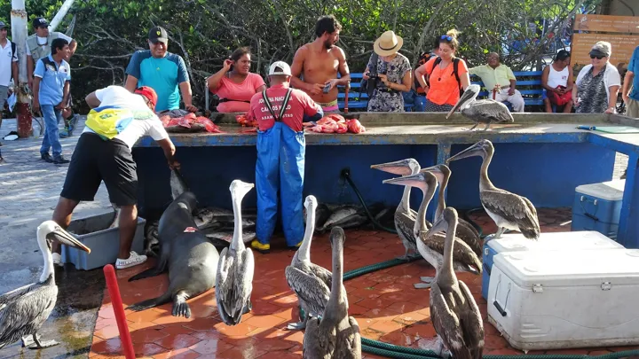 Fugle og lokale på fiskemarkedet i Puerto Ayora på Galapagos. Foto Viktors Farmor
