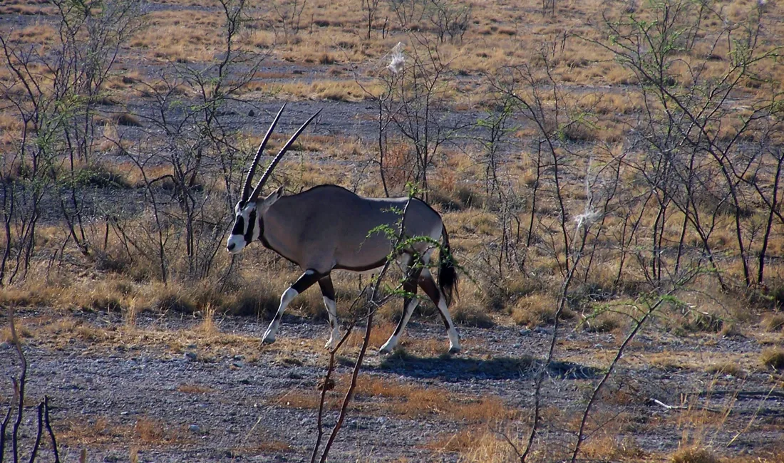 En gemsbok (Oryx) ser man i Etosha Nationalpark. Foto Lene Bach Larsen