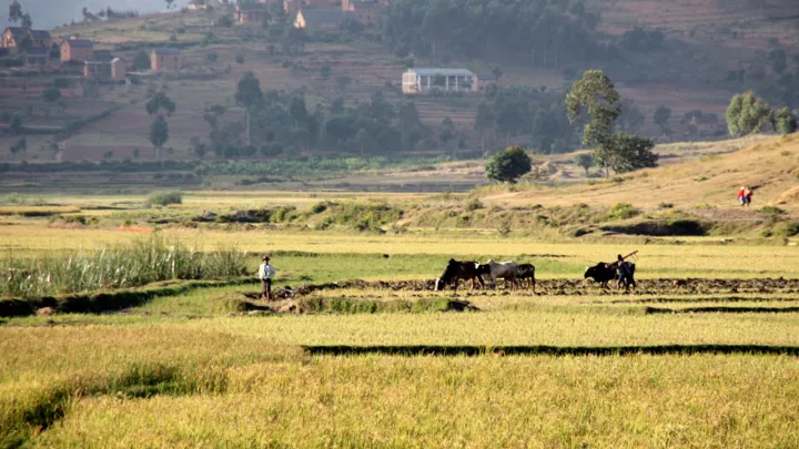 I Madagaskar spises der mest ris pr. indbygger i verden. Foto Michael Høeg Andersen