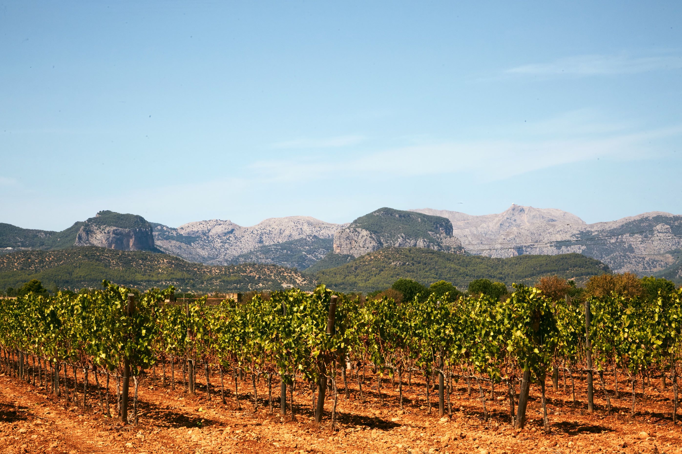 Vi kan nyde den skøneste udsigt over vinstokke og med Tramuntana bjergene i baggrunden. Foto Søren Svenningsen