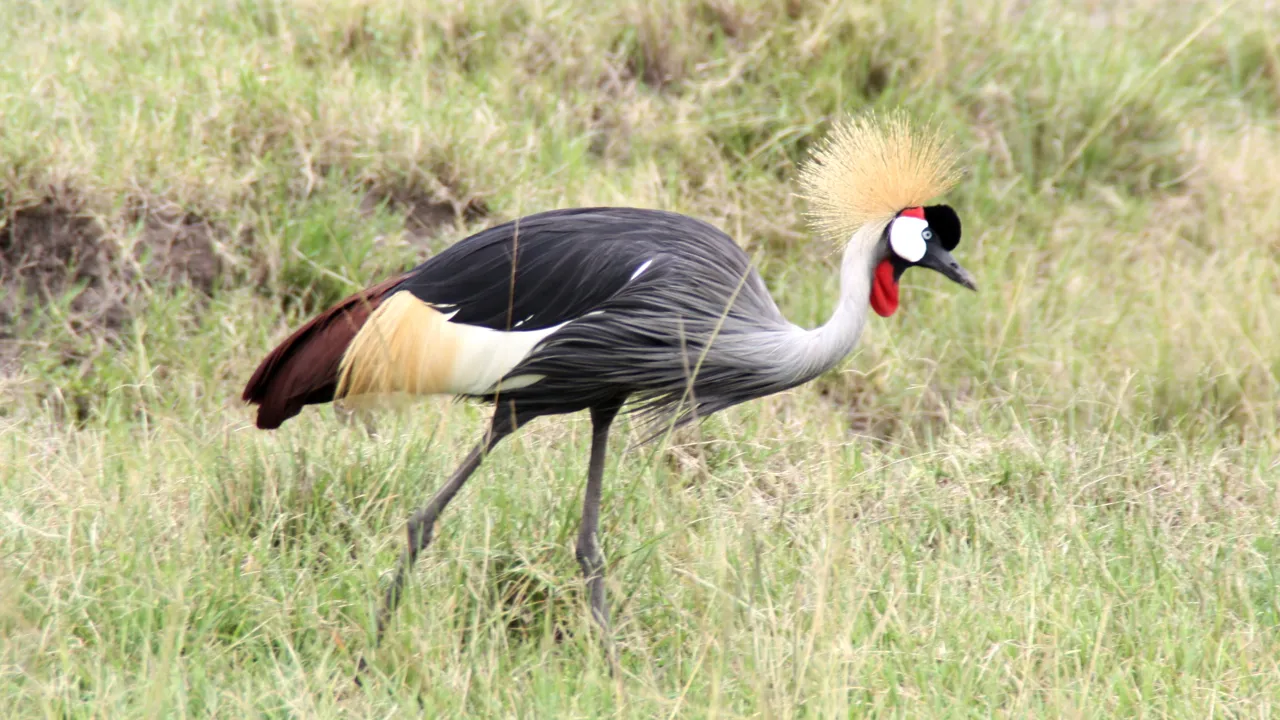 Krontranen er Ugandas nationalfugl. Foto Michael Andersen