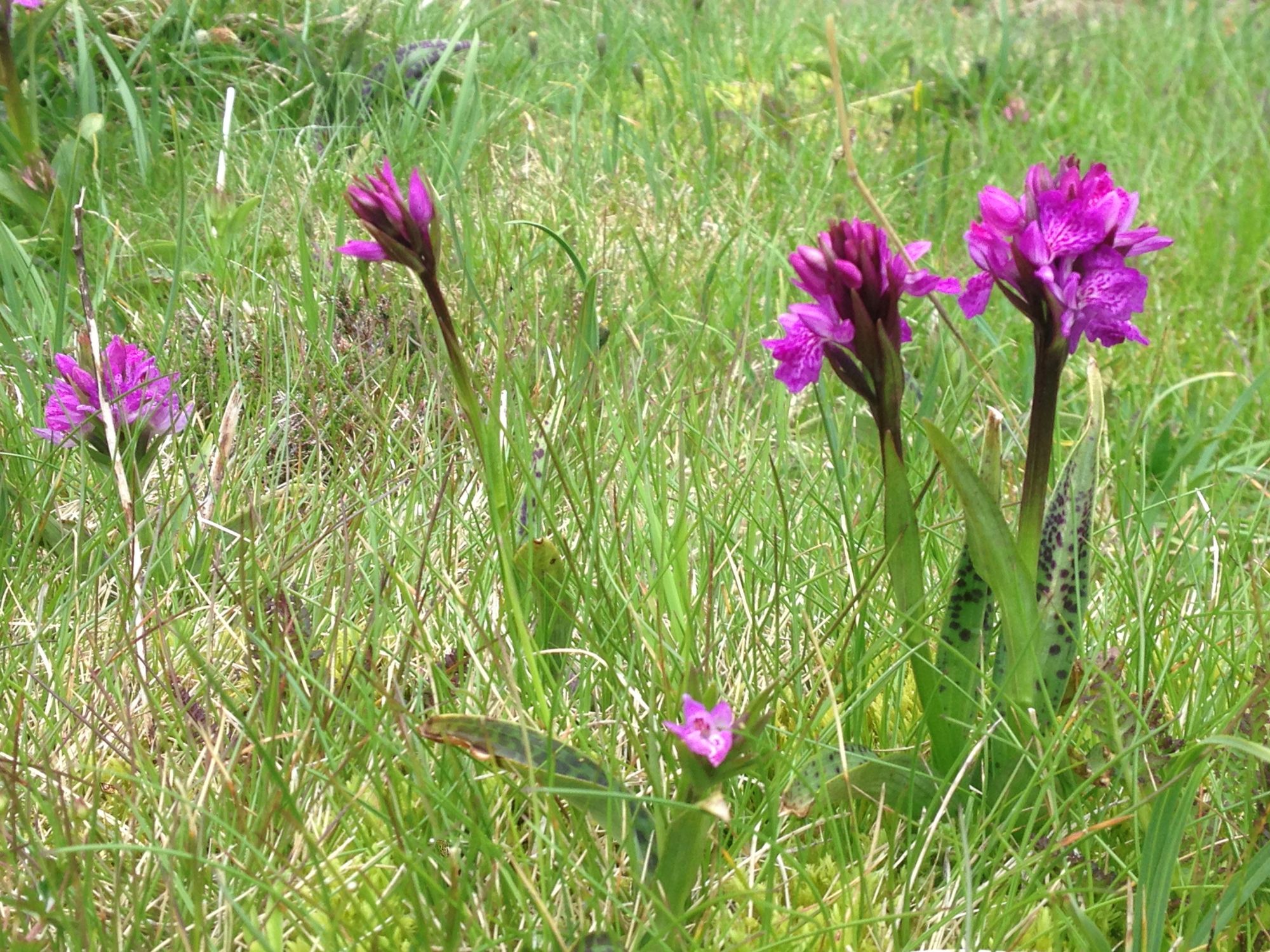 Om sommeren kan vi se massevis af Alpine blomster. Foto Nanna Elkjær