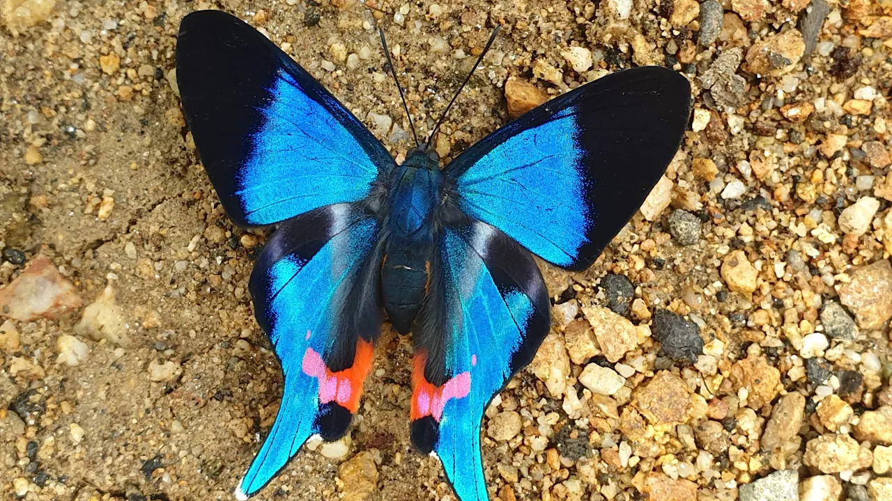Vi ser også mange utrolige sommerfugle undervejs. Foto Hanne Christensen