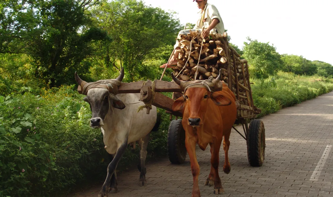 Brændsel til madlavningen bliver transporteret med oksekærre i Nicaragua. Foto Viktors Farmor
