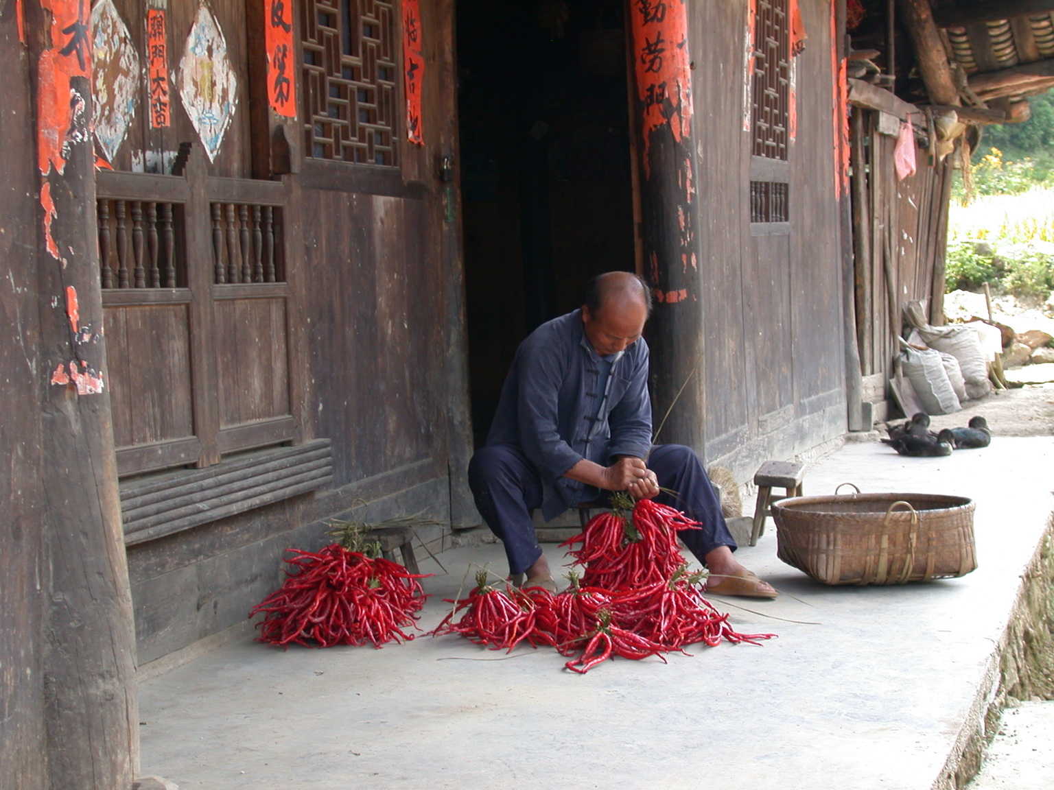 Tørret chilipeber i landsby i Guizhou. Foto Kirsten Gynther Holm