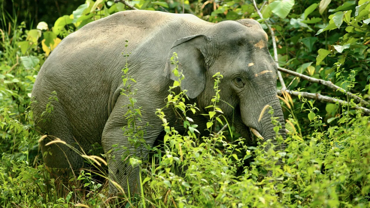 Vi kigger efter vilde elefenter i Kui Buri nationalparken. Foto af Anders Stoustrup