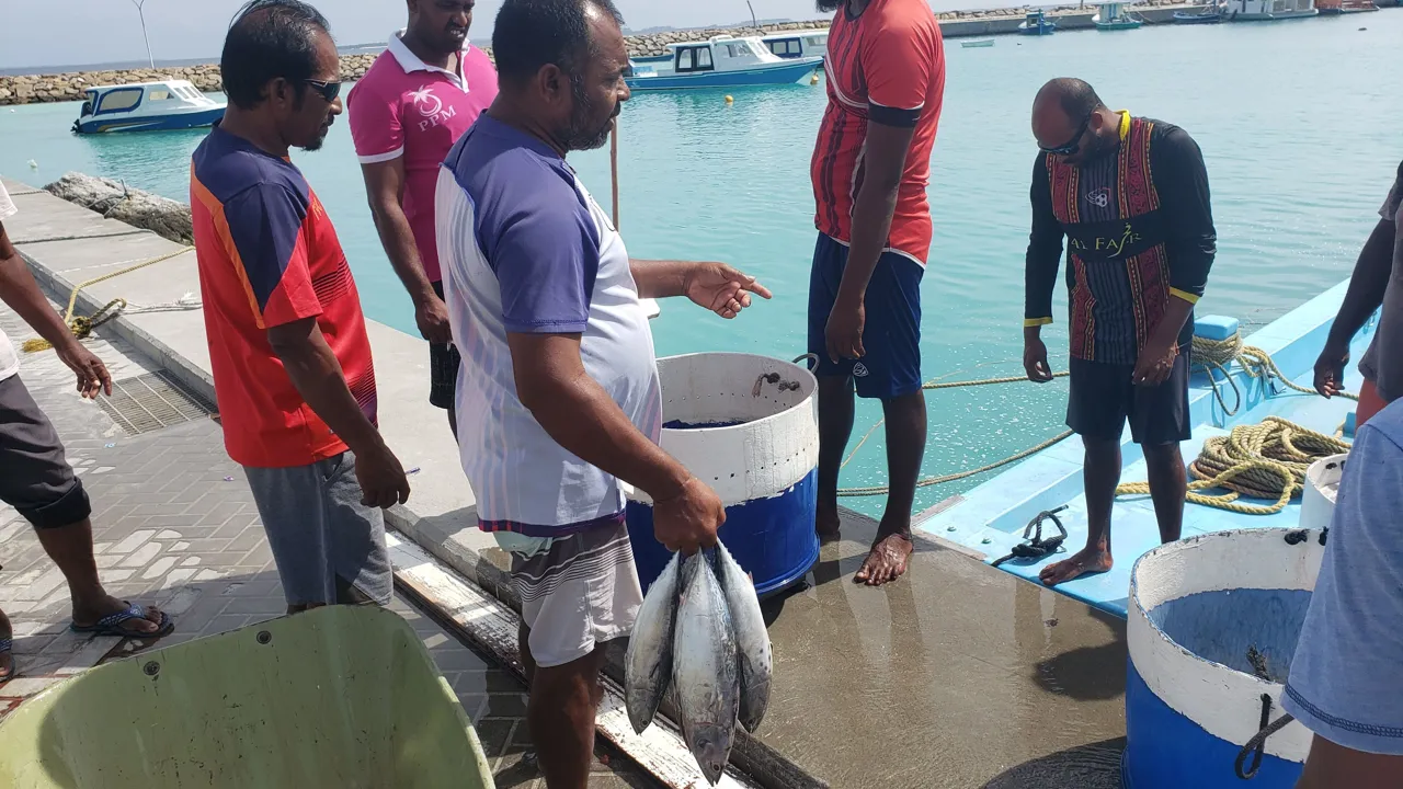 Der fanges og spises mange fisk i Maldiverne. Foto Karsten Bie Jensen