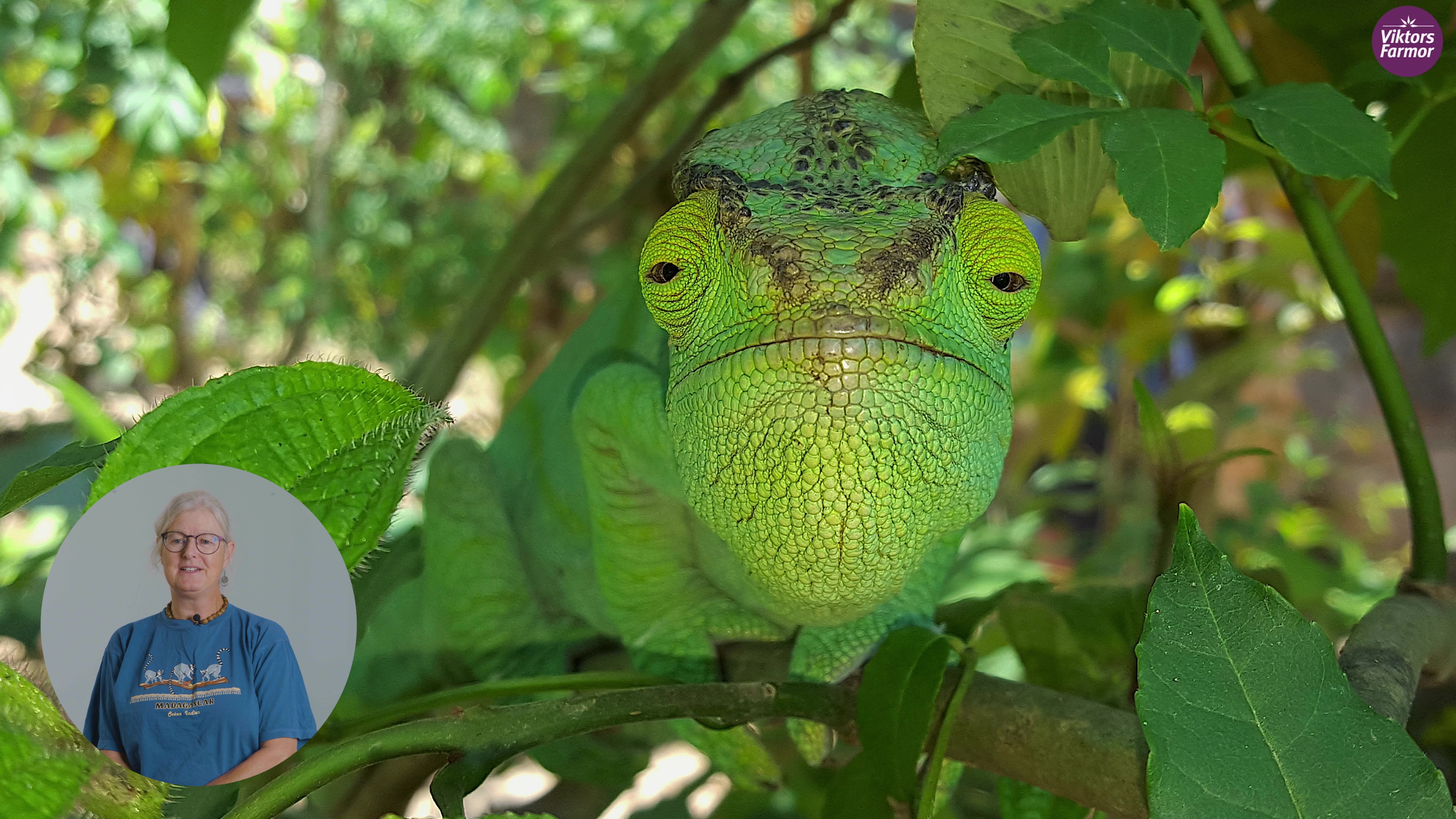 Hanne Christensen fortæller om vores rejse til Madagaskar i et webinar