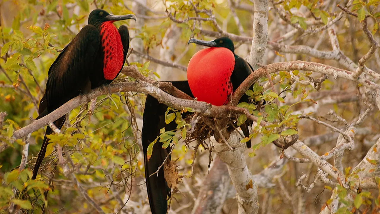 Fregatfugle-hannens røde strubepose kan pustes op til ca. 20 gange sin oprindelige størrelse. Foto Søren Bonde