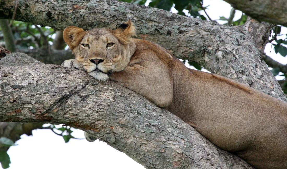 Manyara nationalparken er kendt for sine træklatrende løver. Foto Michael Høeg Andersen