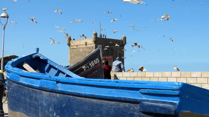 Essaouira er en kystby med et livligt fiskemarked. Foto Kirsten Gynther Holm