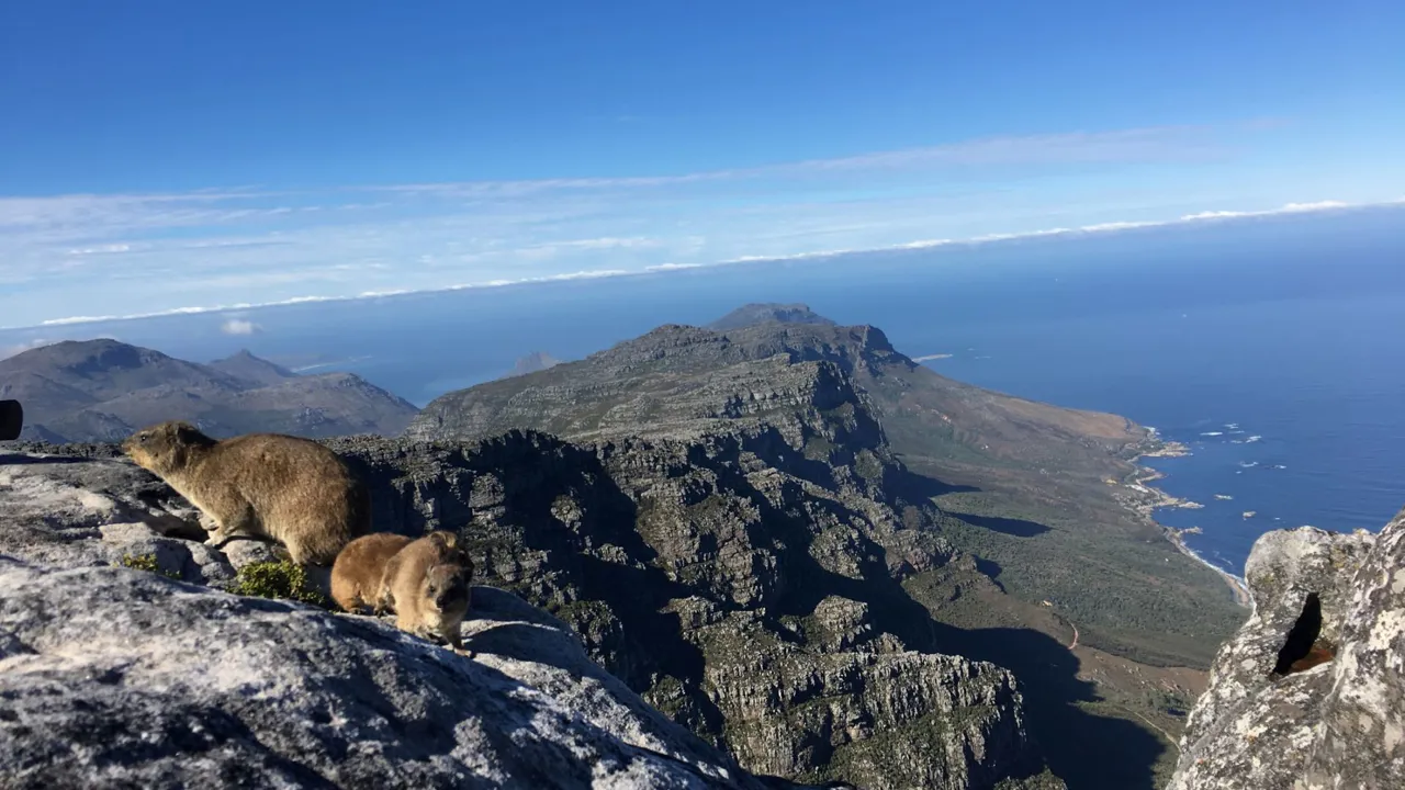 Klippegrævlingerne ’dassies’ lever mange steder i Sydafrika. Foto Marlene T. Kristensen