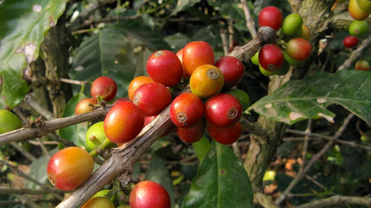 Colombia producerer fremragende kaffe, dyrket i højder på over 1.500 meter. Foto Hanne Christensen