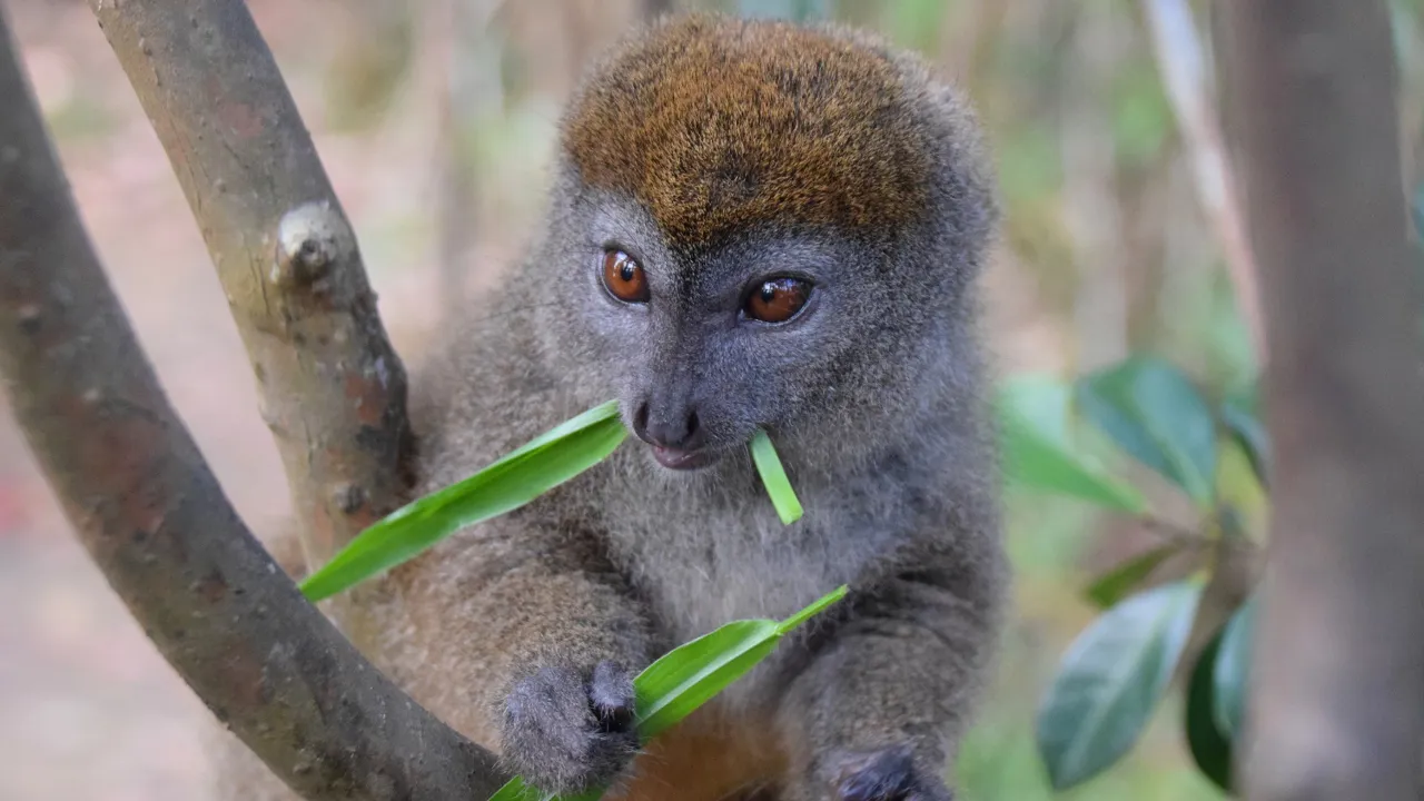 De søde bambus-lemurer lever mest af bambus. Vi plejer at se flere forskellige arter af dem på rejsen. Foto Hanne Christensen