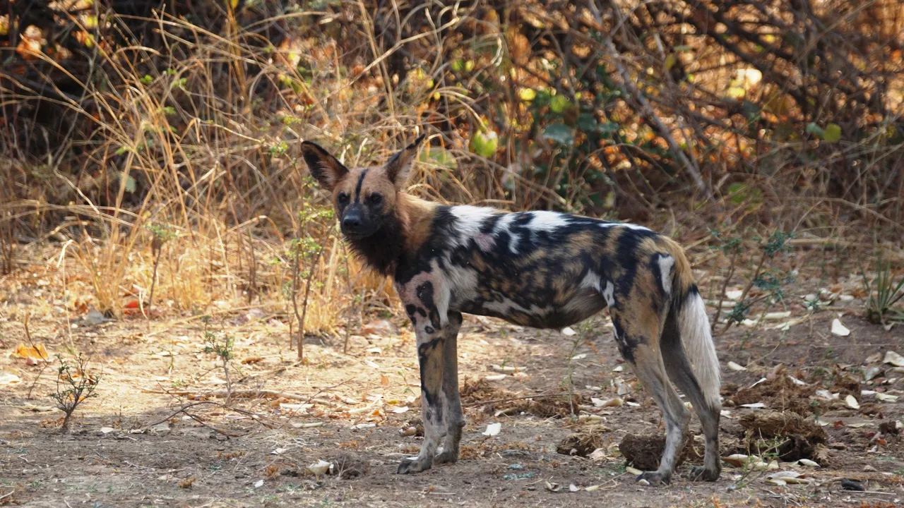 Den vilde afrikanske hund er det mest truede rovdyr i Afrika. South Luangwa nationalparken. Foto Thomas Sørensen