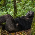 Uganda