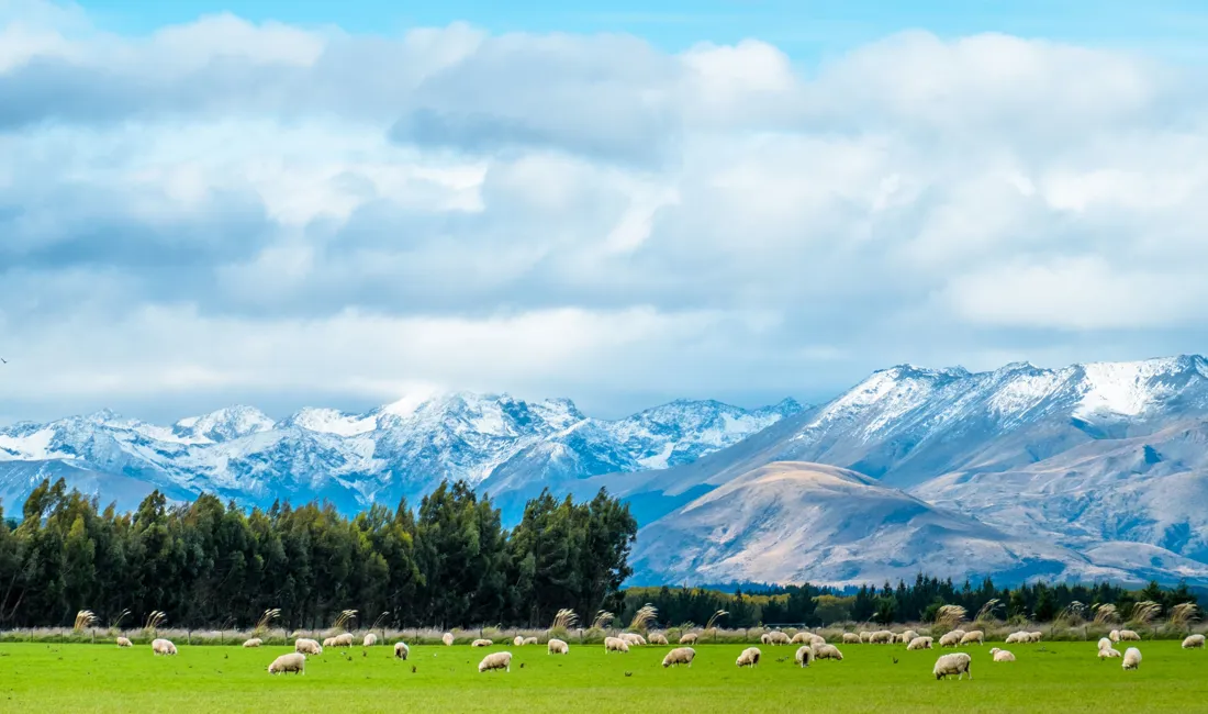 Generelt billede af New Zealand med græssende får. Foto Viktors Farmor