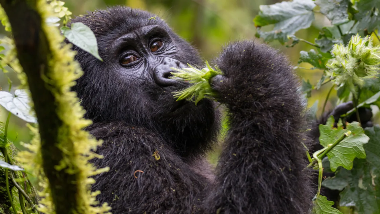 De utrolige bjerggorillaer i Bwindi Nationalpark på gorilla tracking. Foto Viktors Farmor