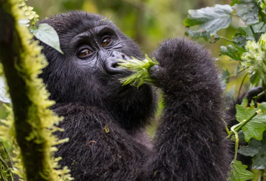 De utrolige bjerggorillaer i Bwindi Nationalpark på gorilla tracking. Foto Viktors Farmor