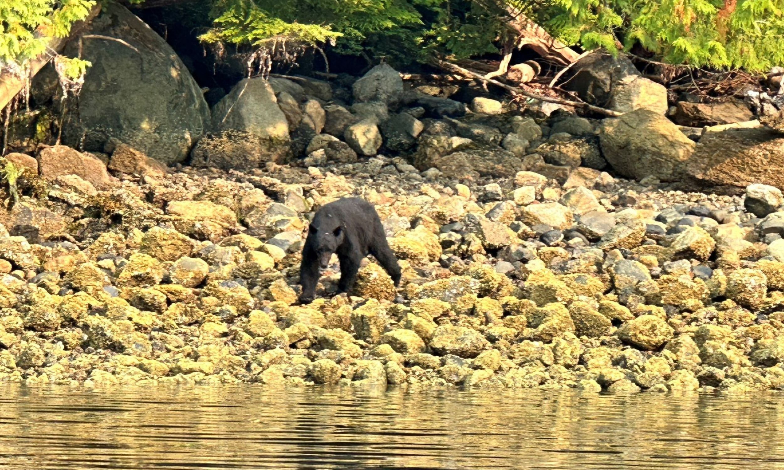 Sort bjørn ved søen på jagt. Foto Maria Kring