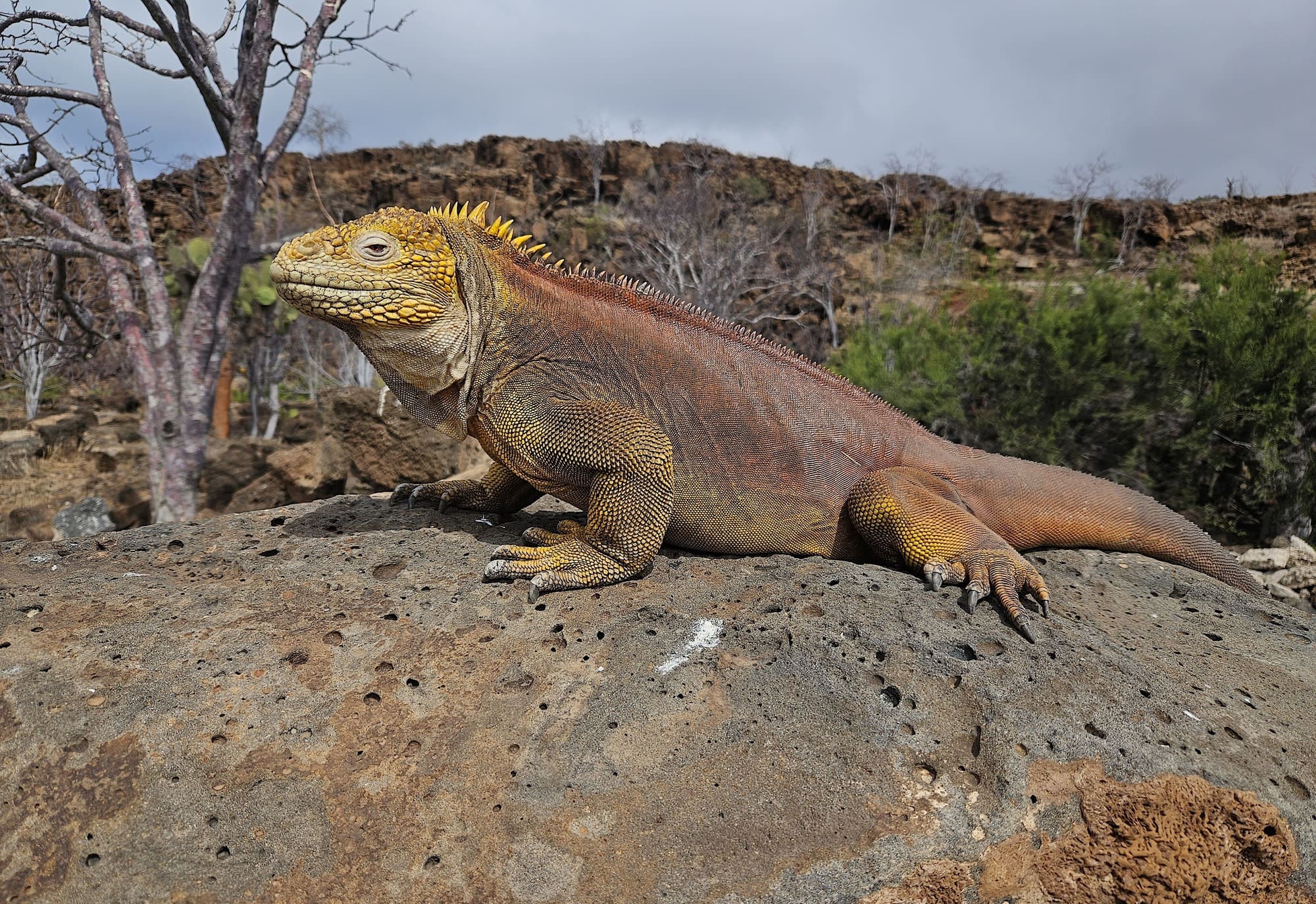 Galapagosøerne er blandt andet hjemsted for de flotte landleguaner. Foto Hanne Christensen