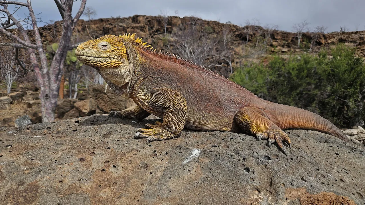Galapagosøerne er blandt andet hjemsted for de flotte landleguaner. Foto Hanne Christensen