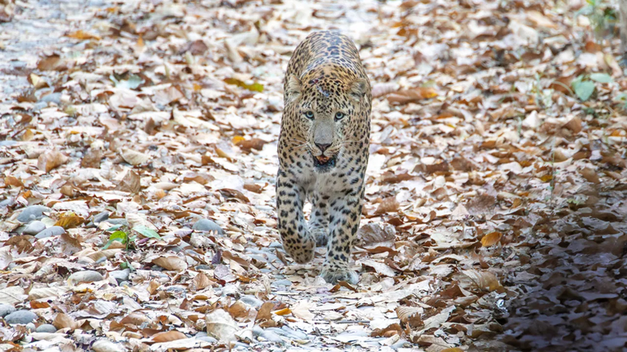 Der er chance for at opleve leoparder i Bardia nationalparken. Foto Verner Ruud Nielsen