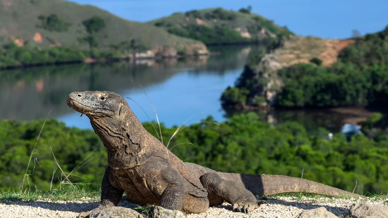 Komodovaranen er verdens største nulevende øgleart, som vi oplever på en rejse til Indonesien. Foto Viktors Farmor