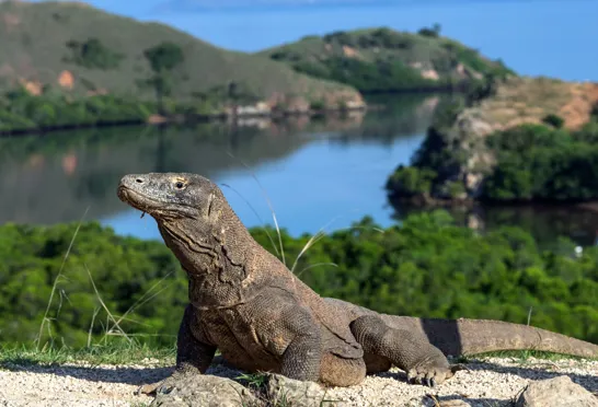 Komodovaranen er verdens største nulevende øgleart, som vi oplever på en rejse til Indonesien. Foto Viktors Farmor