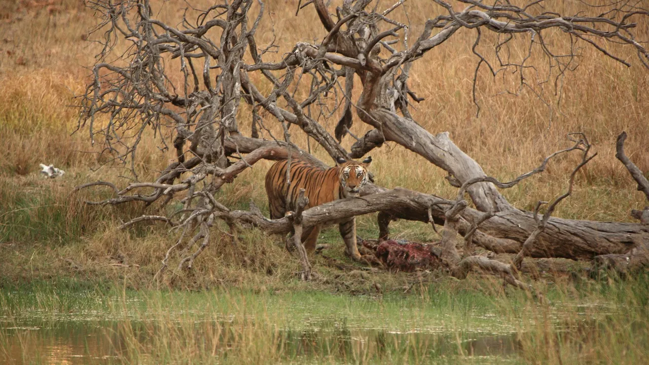 Hjorte er et foretrukket byttedyr for tigrene i Bandhavgarh. Foto Anders Stoustrup