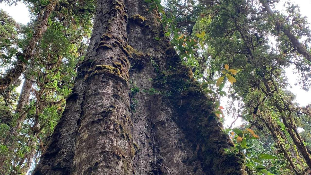 Træer får lov at vokse op i himlen i Costa Rica. Foto Josefine Aude Raas