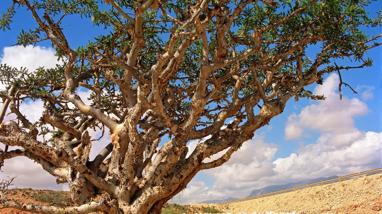 Frankincense-træet bruges blandt andet til røgelse og olier og er en af grundene til Salalahs vækst. Foto Viktors Farmor