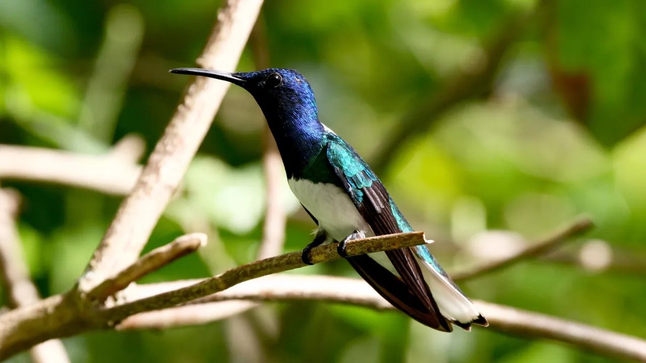 Trinidad og Tobago er hjemsted for flere kolibriarter. Foto Poul Erik Madsen