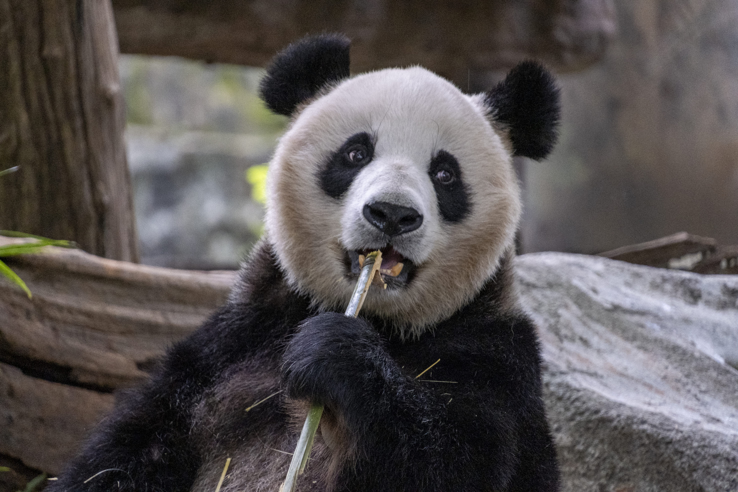 Kæmpepadaen nyder friske bambusskud i Dujiangyan-reservatet. Foto Carsten Lorenzen