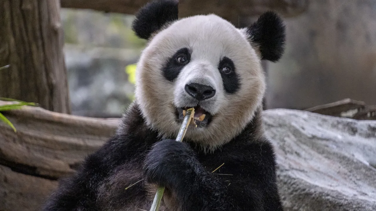 Kæmpepadaen nyder friske bambusskud i Dujiangyan-reservatet. Foto Carsten Lorenzen