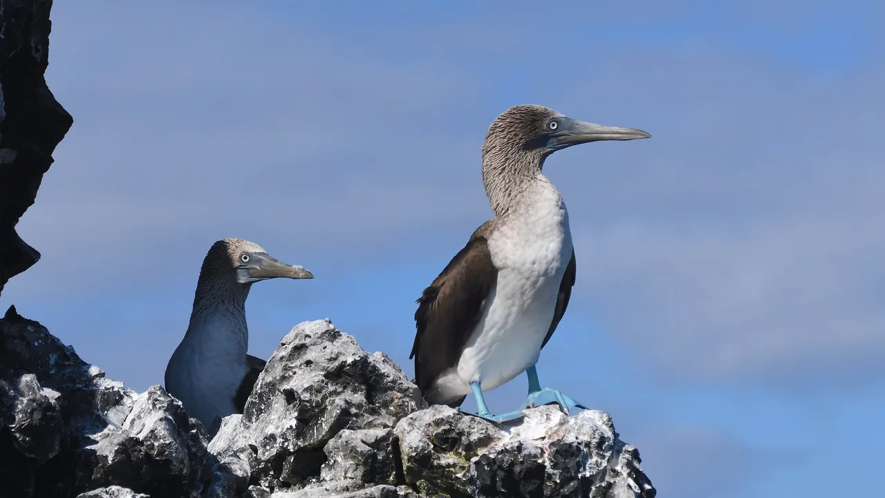 Galapagosøerne er rige på dyreliv med blandt andet blåfodede suler. Foto Hanne Christensen