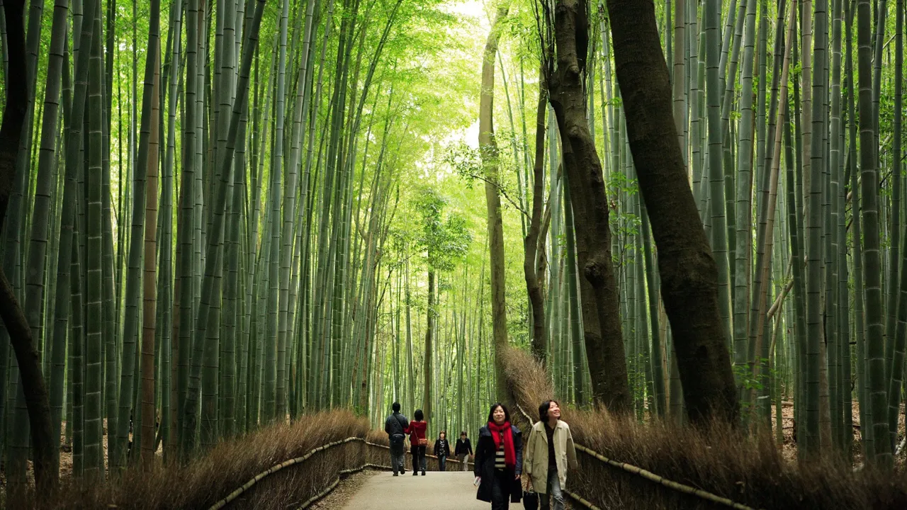 I Kyoto besøger vi bambusskoven i Arashiyama. Foto Anders Stoustrup