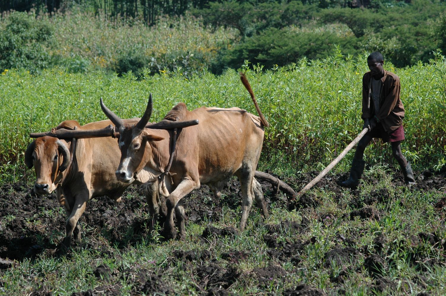 Landmand pløjer mark med okser i det grønne højland i Etiopien. Foto Lars Rønsager